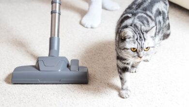 Photo of Best Canister Vacuum for Pet Hair and Hardwood Floors