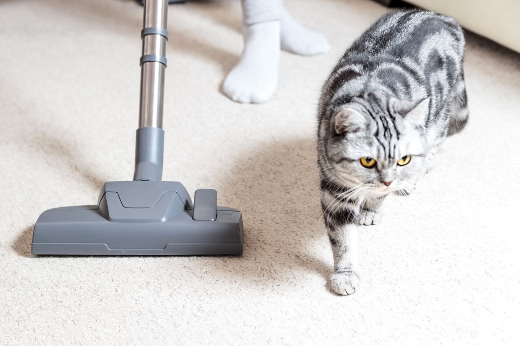 The Best Canister Vacuum for Pet Hair and Hardwood Floors