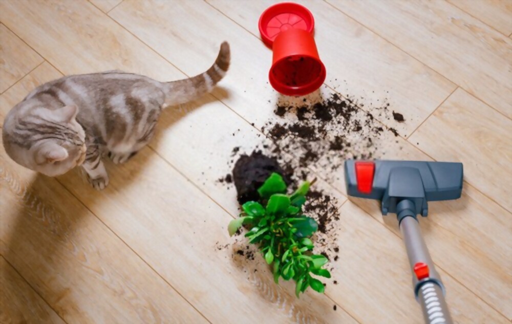 Best Vacuum for Cat Litter