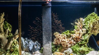 Photo of Best Aquarium Vacuum for Sand – Everything You Need to Know